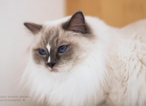 Allevamento Ragdoll