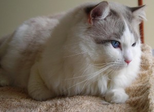 Allevamento Ragdoll