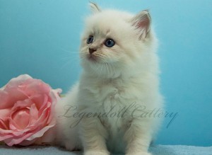 Cuccioli di Ragdoll