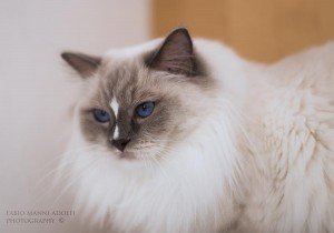 Gatte Ragdoll Femmine Holly - allevamento gatti Ragdoll in Toscana