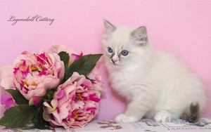 Cuccioli Ragdoll disponibili - Rudy