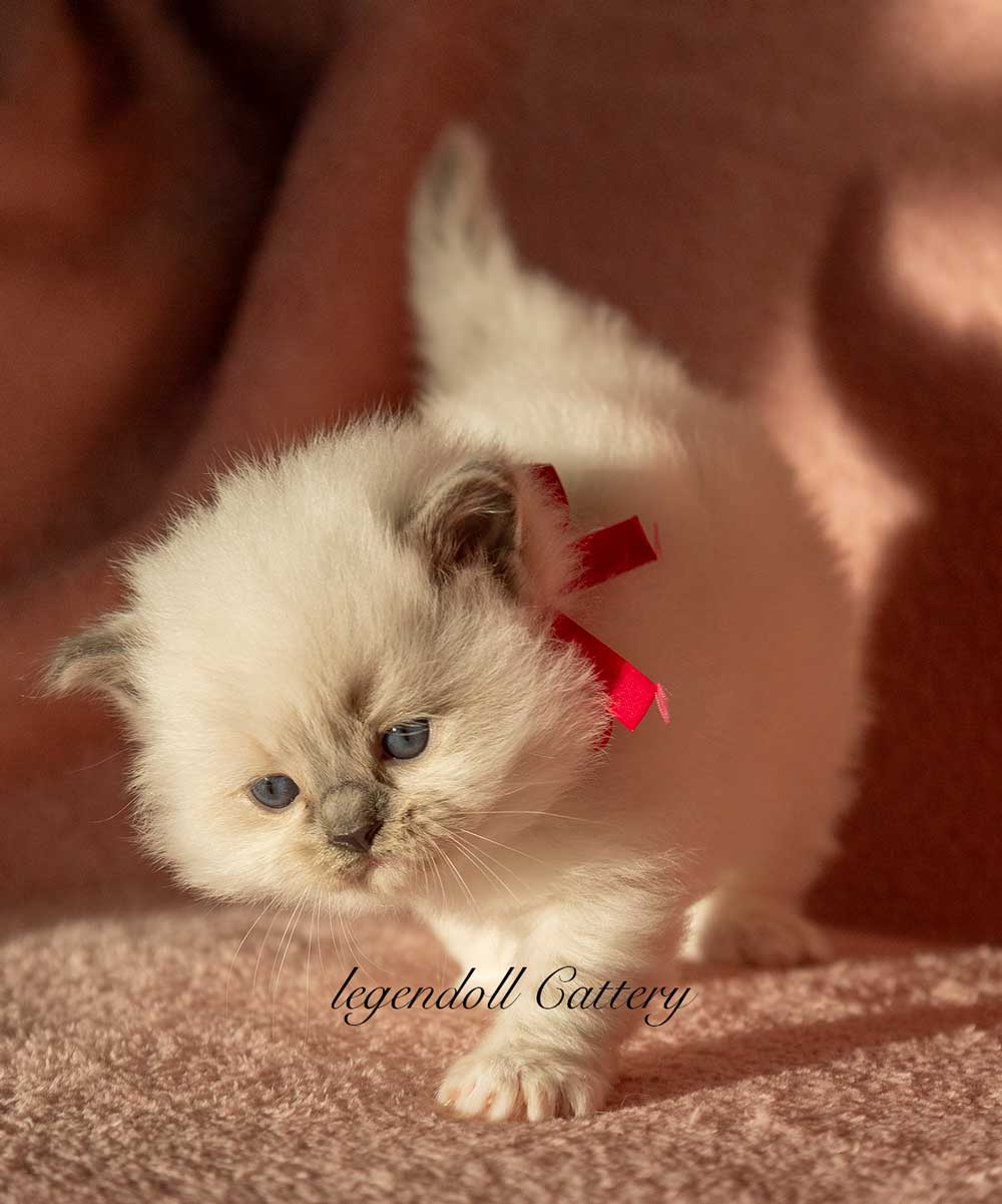 Cuccioli Ragdoll