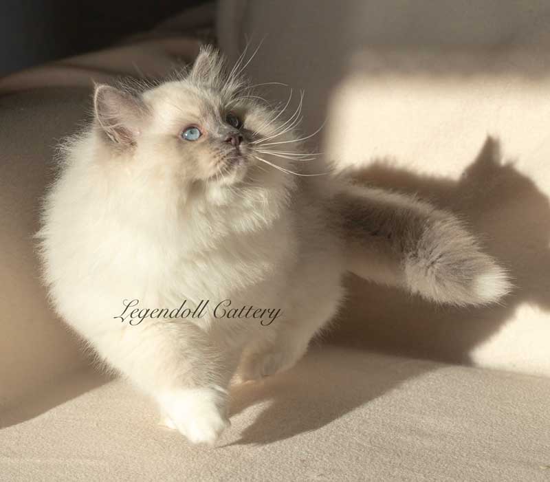 Cuccioli Ragdoll Blue Mitted